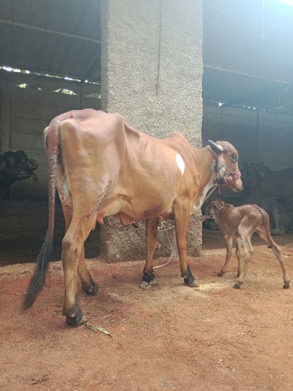 હોડકી વેચવાની છ...