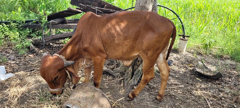 ગાય વેચવાની છે