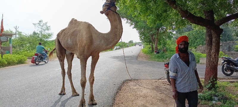 વેચવાનો છે