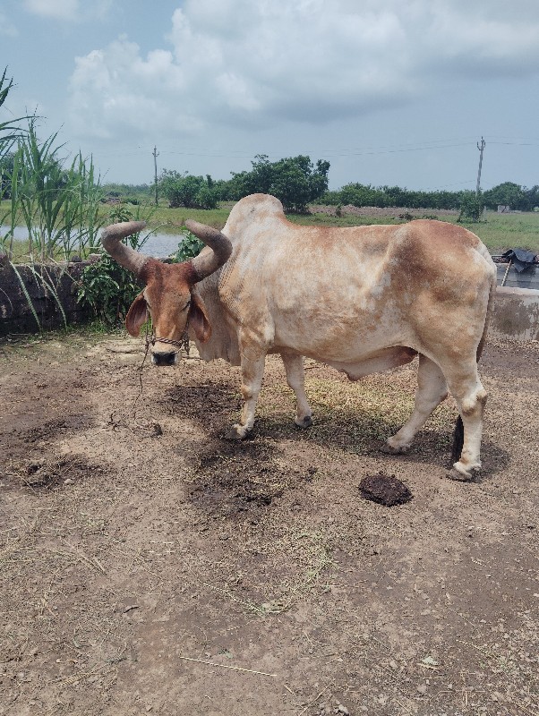 બળદ વેચવાનો છે