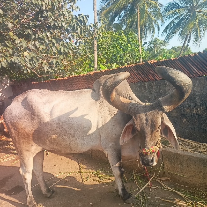 બળદ વેચવાનો છે