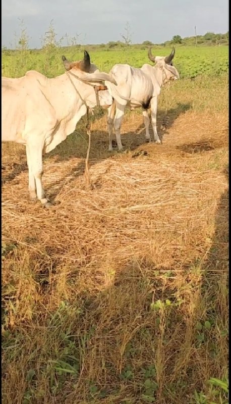 ગોધલા વેસવાનાસે