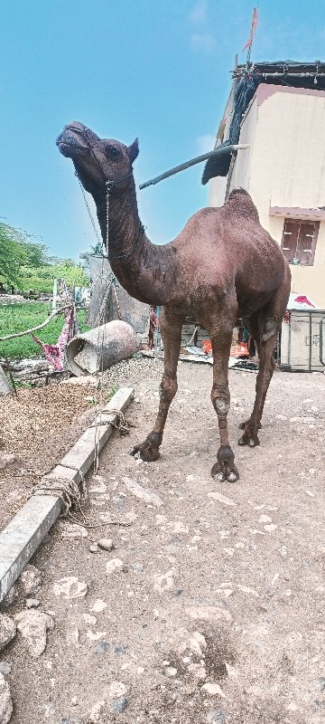 ચારદાદે બોતરો