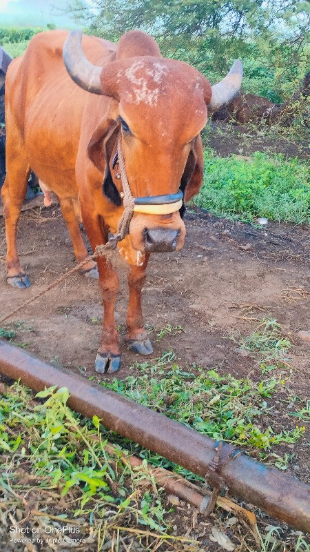 ગીર ગાય વેચવાની...