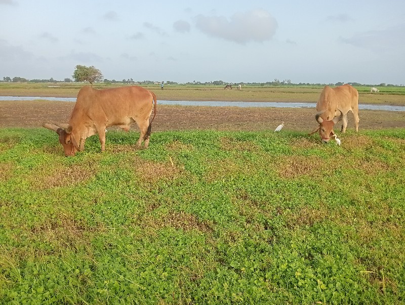 આ ગોઢલા વેચવાના...