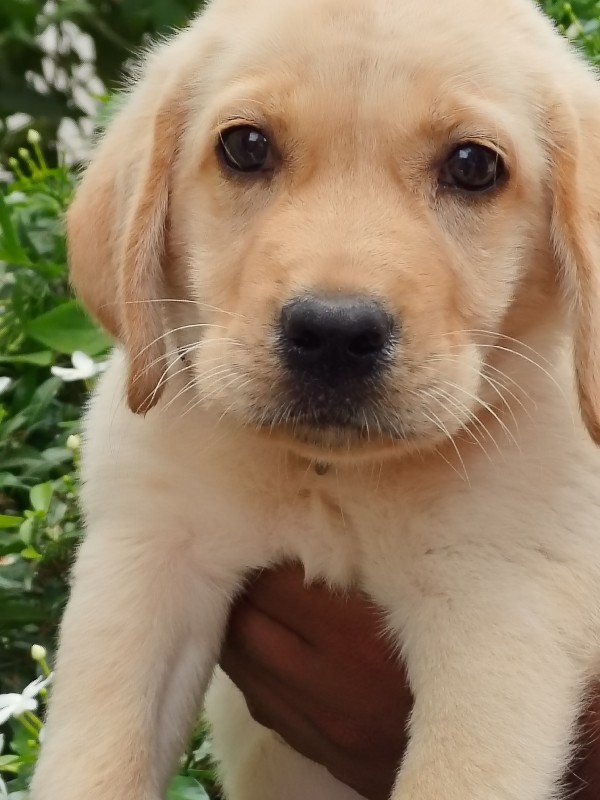 Labrador