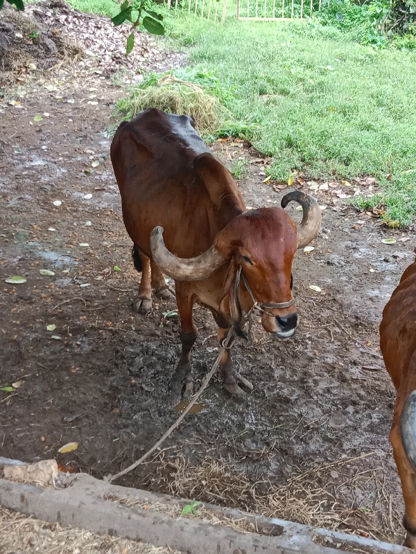 બળદ વેચવાના છે