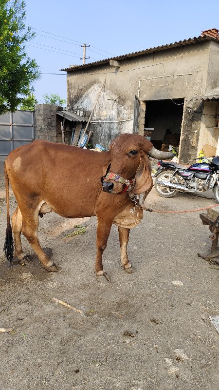 ગાય વેચવાની છે