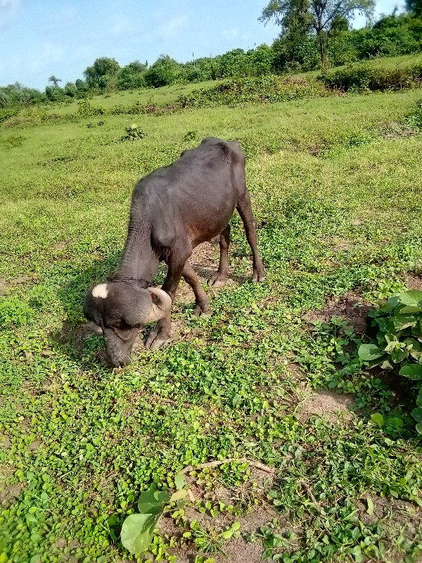 પાડો વેચવાનો છે...