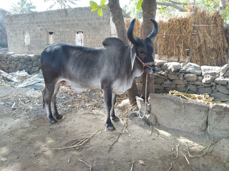 ગૉઢલૉ વૅશવાનૉ છ...