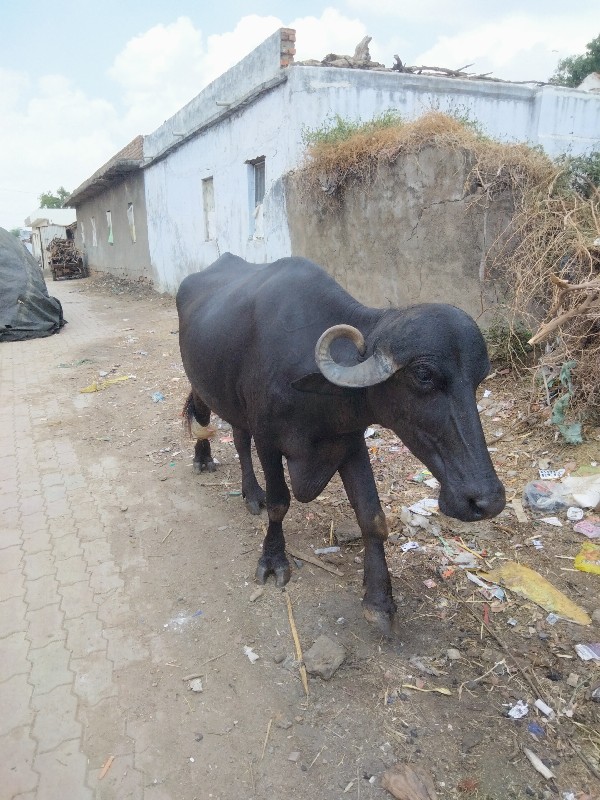 દેશી ભેસ ના સાટ...