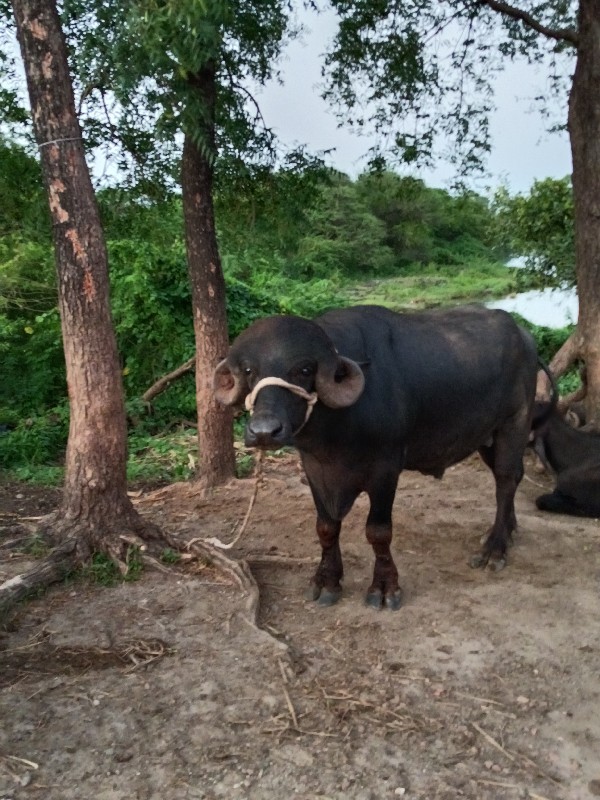 પાડો વેચવાનો છે