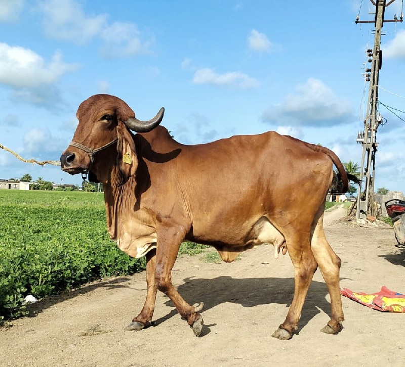 ગાય વેચવાની છે