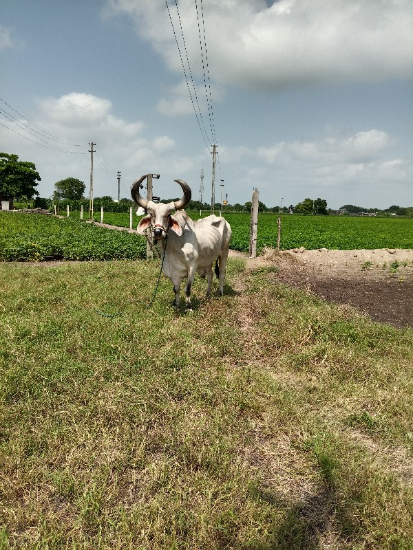 બળદ વેચવાનો છે