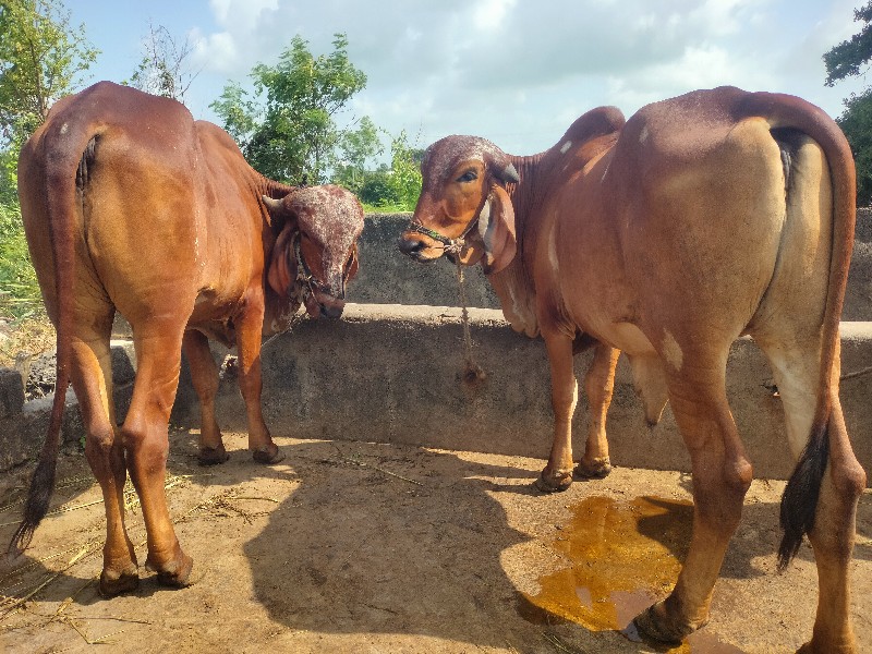 સાવ સોજા શે