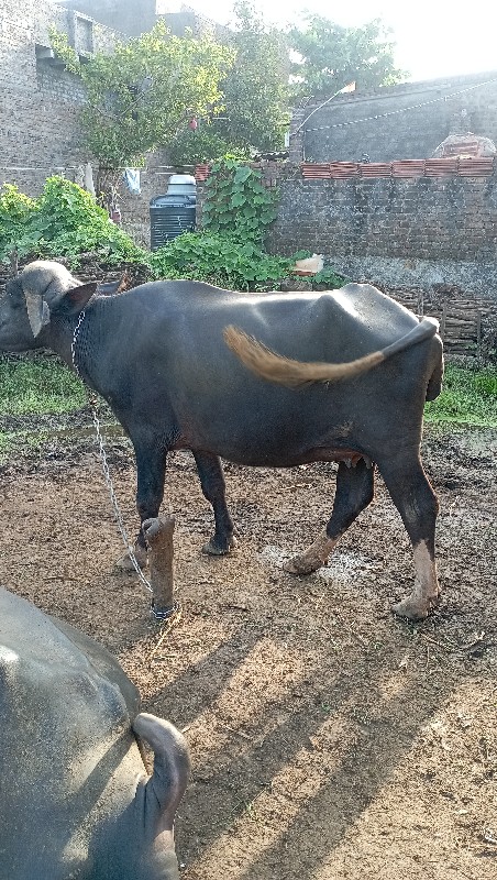 ખડેલુ વેચવાનું...