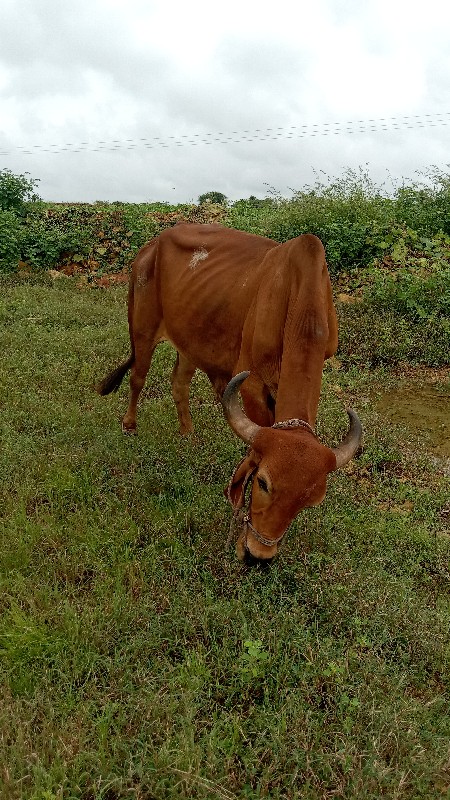 આ બળદની ત્રણ ધર...