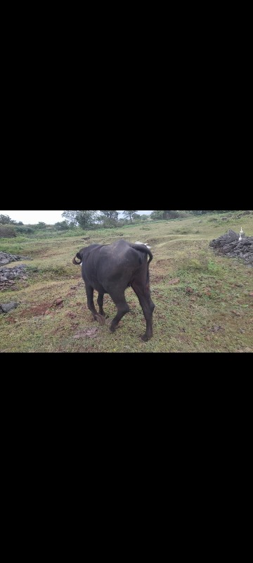 ખળેલી વેચવાની છ...