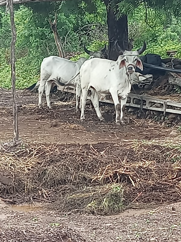 પરદેશી વઢીયારા...