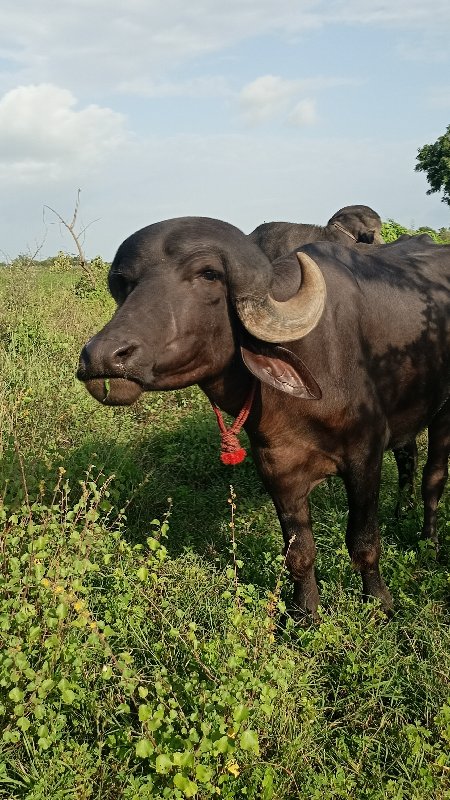 ઓરીજનલ જાફરાબાદ...