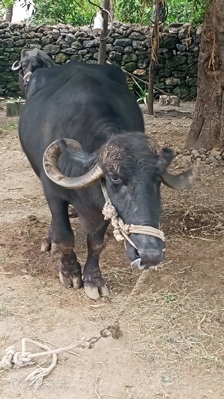 ભેંસ વેચવાની છે