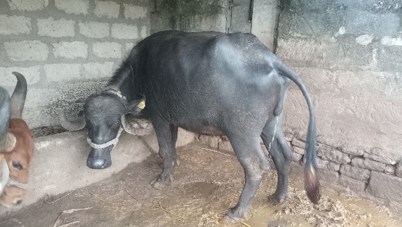 વાળા બાલુભાઈ