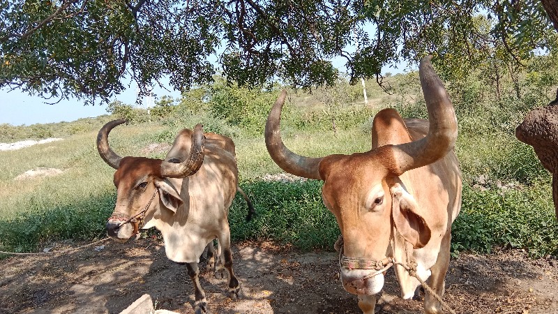 બળદ વેચવાના‌ છે