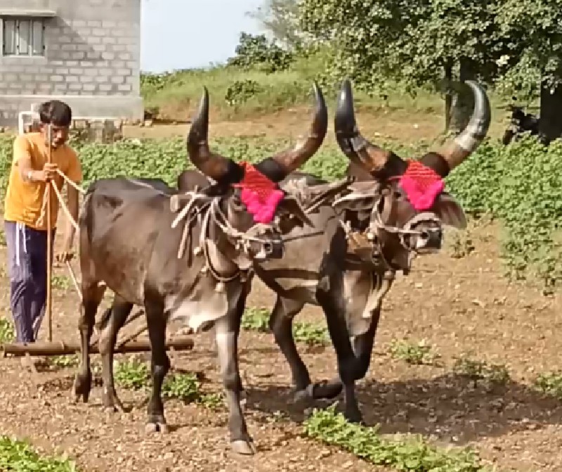 ગોઢલા વેચવાના છ...