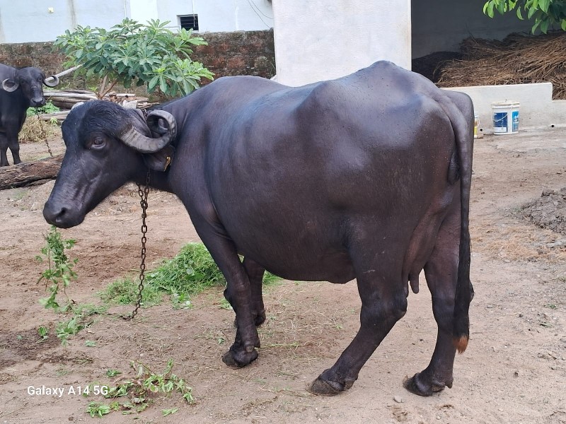 આ ભેંશ વેચવા ની...