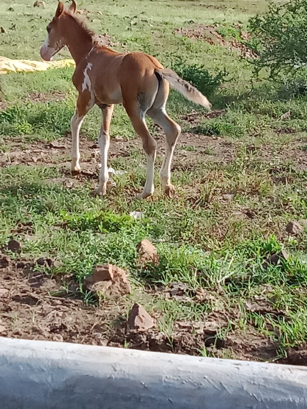 વેચવાની છે વચ્ચ...