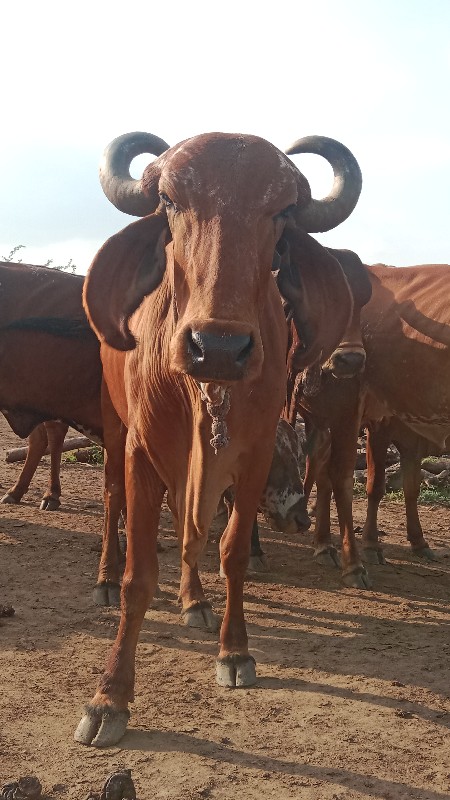 ગાય અને ઓળકી બે...