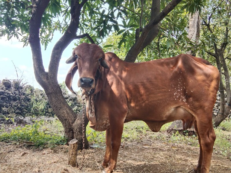 ગિર હોટકુ વેસવા...