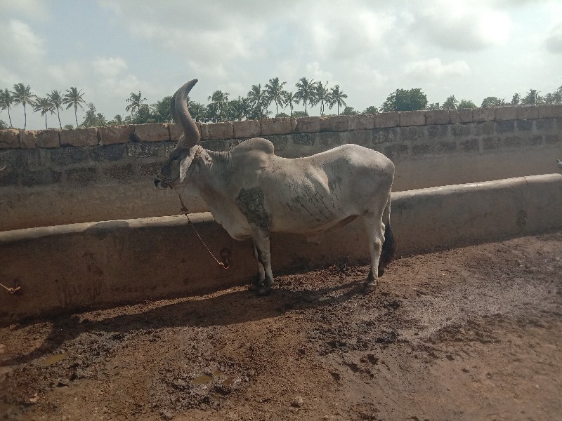 ડાબી બાજુ હાલે