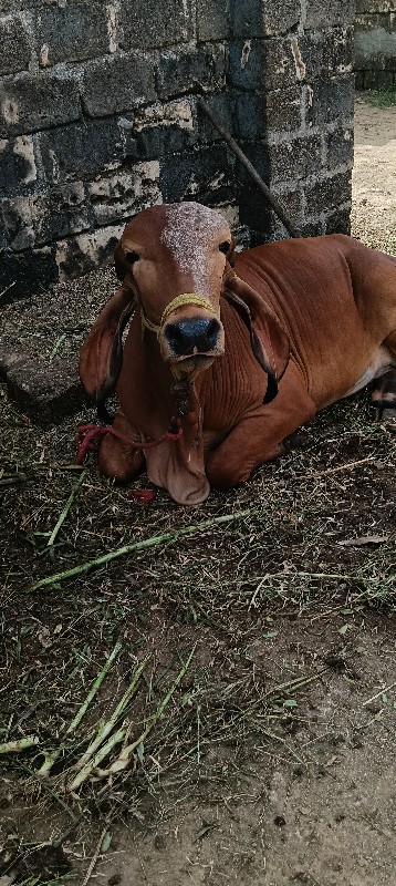 વોડકિ વેચવાનિ છ...