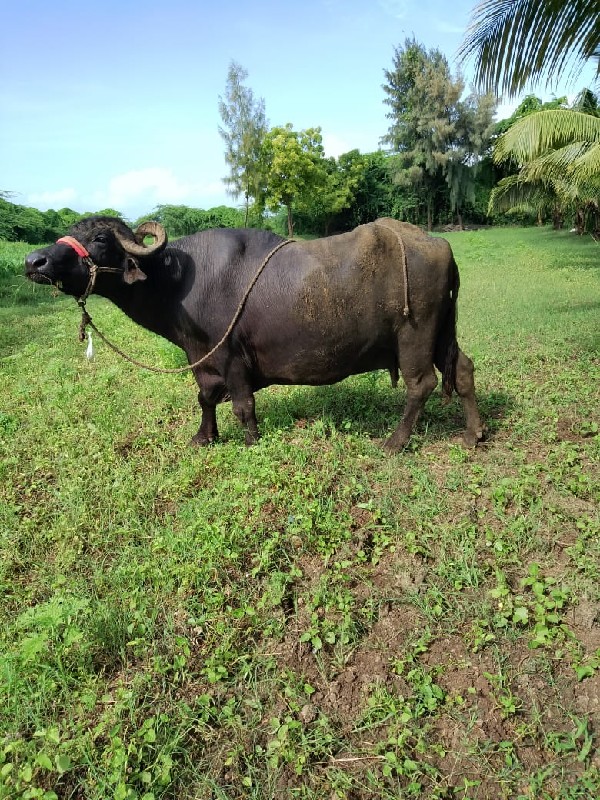 ગાભણ ભેંસ દસ દિ...