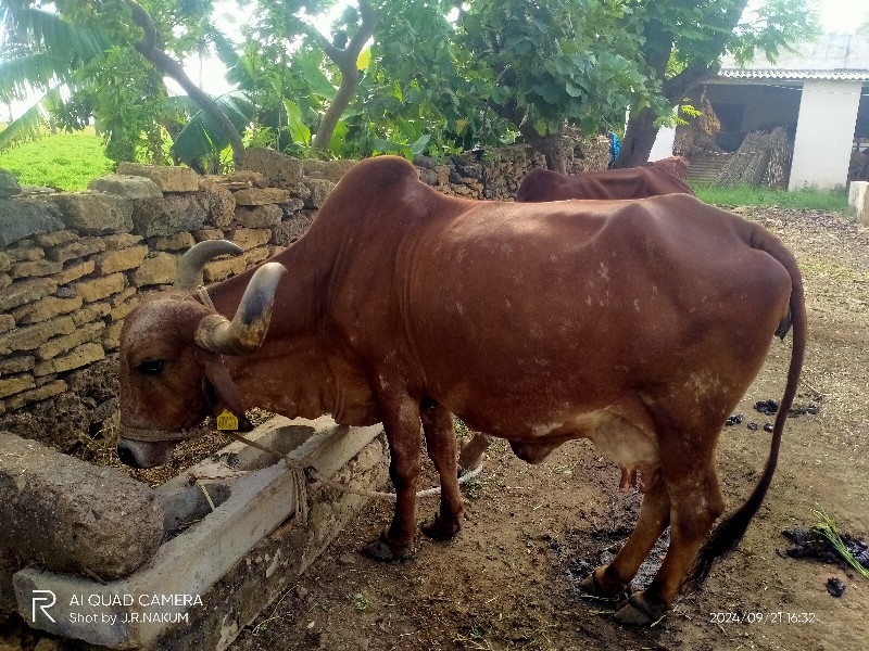 ગાય વેચવાની છે