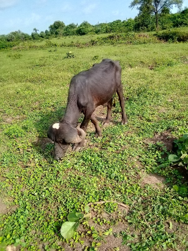 પાડો વેચવાનો છે...