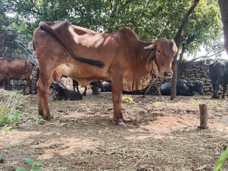 ગિર હોટકુ વેસવા...