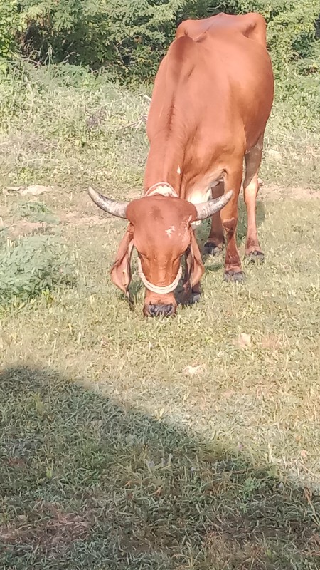 ગાય વેચવાની એક...