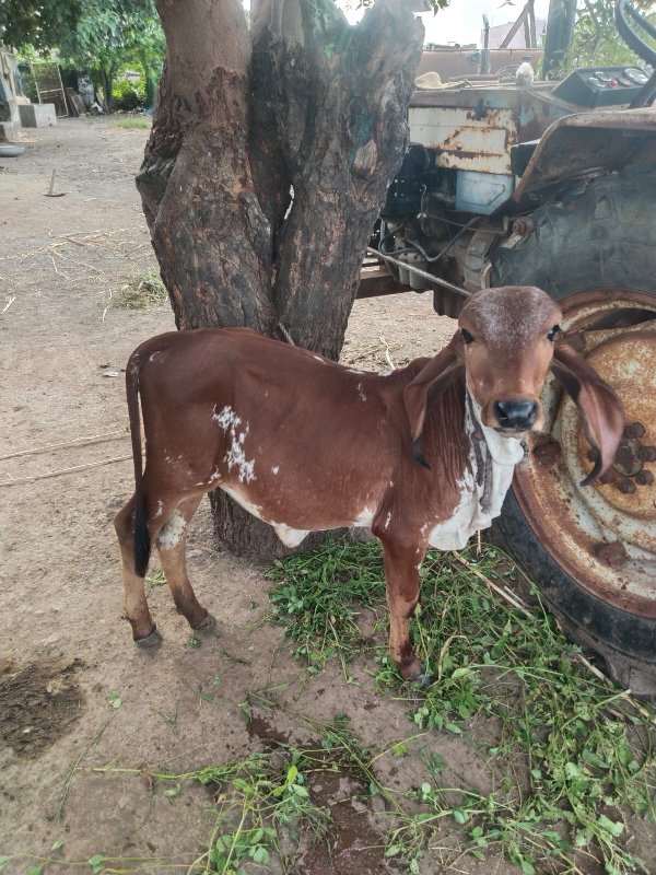 ગાય વેશવાની હે