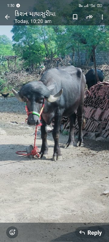 ત્રણ વર્ષની  ખડ...