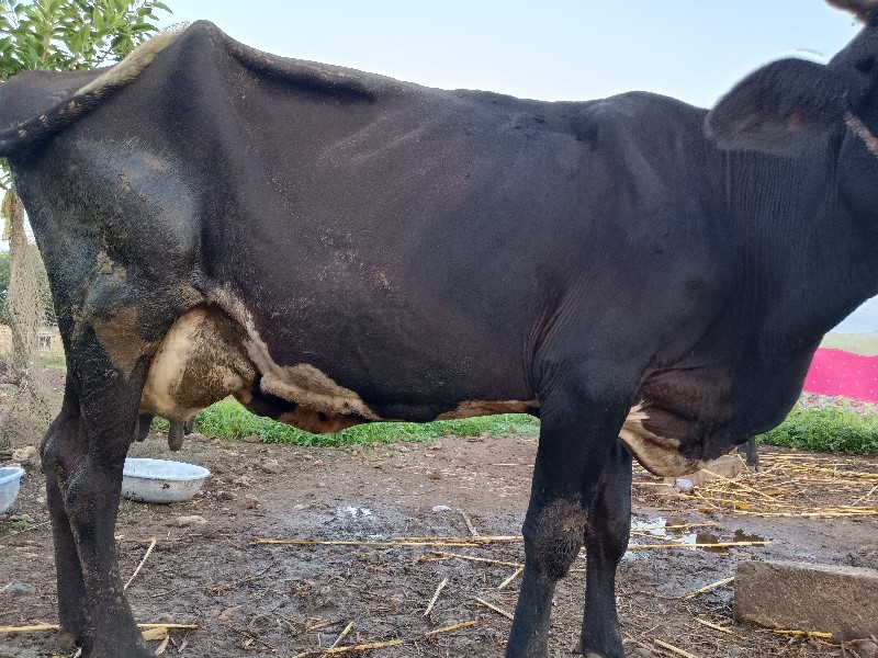 ગાય વેસવાની છે