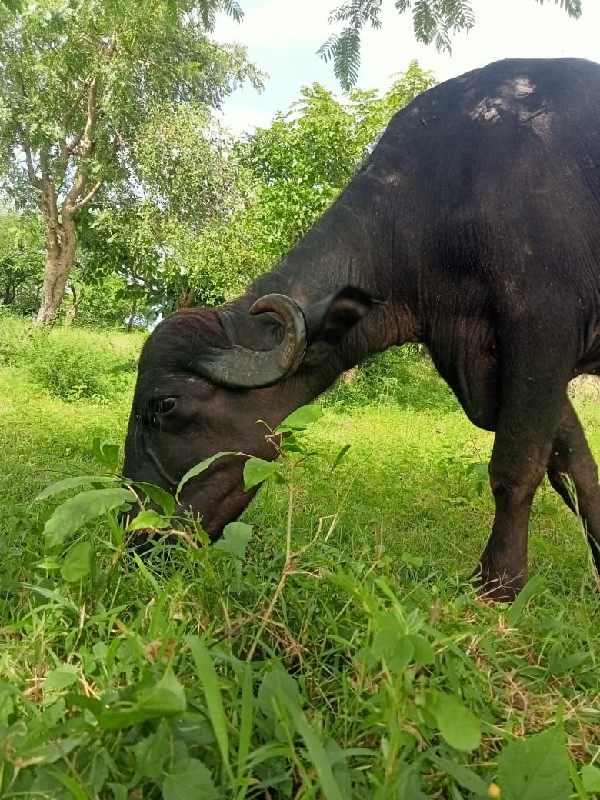 ખડેલી વેચવાની છ...