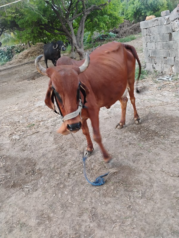 ગાય વેચવાની છે