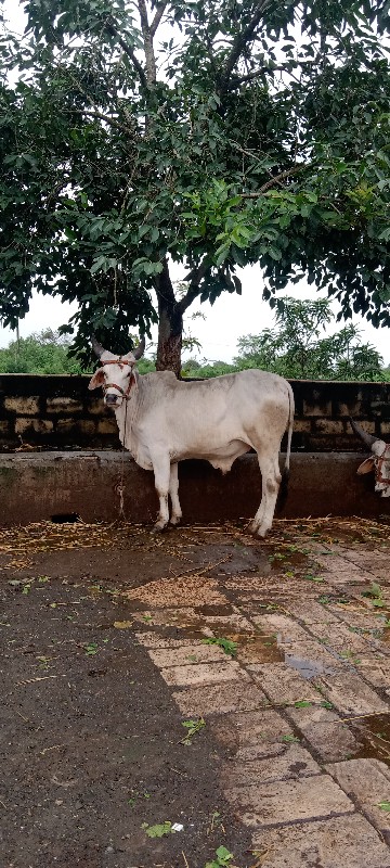 વાછડો વેચવાન છે