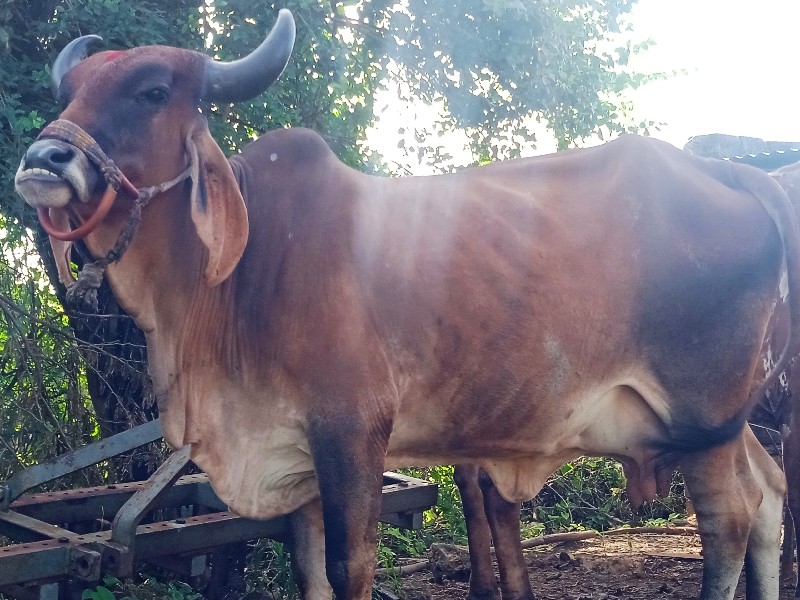 ગાય વેશવાનીછે ફ...