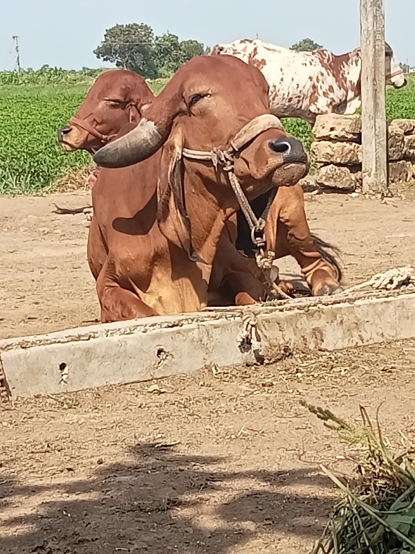 એક ગાય ને હોડકી...