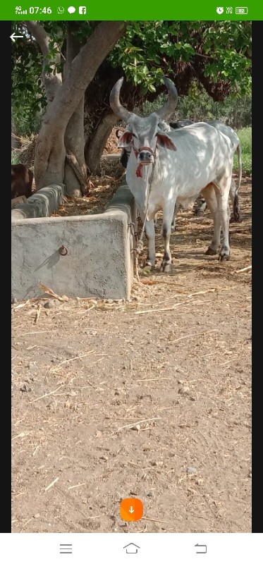 બળદ તેજીધર