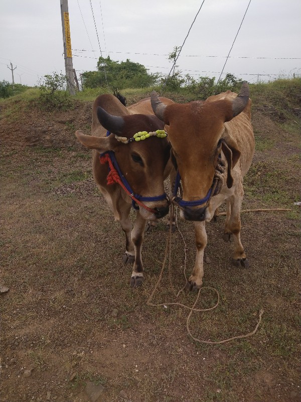 ઘોધલા વેચવાના છ...