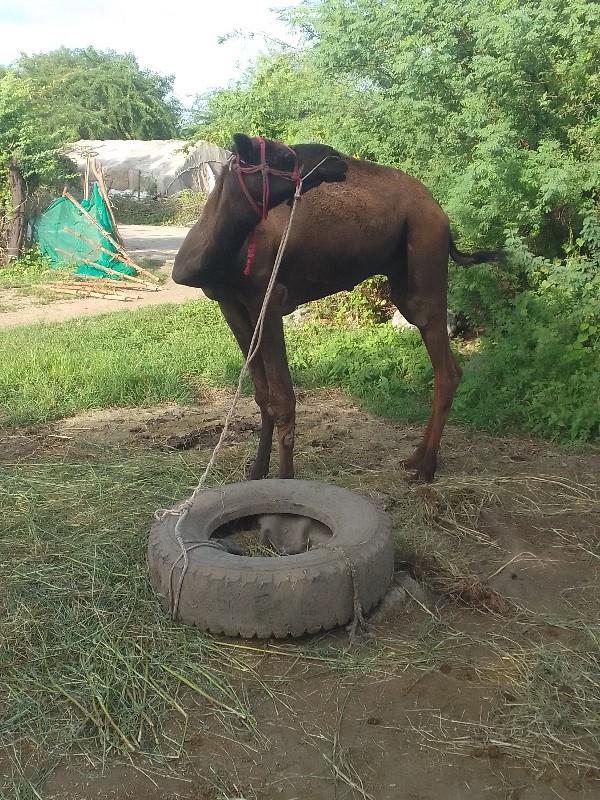 જુત વેચવાનુછે